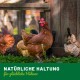Eine braune Henne im Vordergrund einer Gruppe von Hühnern im Freien. Textüberlagerung: "NATÜRLICHE HALTUNG für glückliche Hühner."