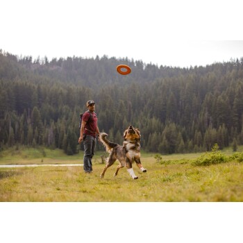 Ein Hund springt fröhlich, um einen fliegenden Frisbee auf einem grasbewachsenen Feld zu fangen, umgeben von Bäumen, mit einer Person, die in der Nähe steht.
