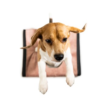 Ein Hund liegt auf einem weichen Haustierbett mit einem pinken und schwarzen Design, das seine Pfoten und Ohren zeigt.