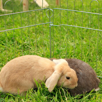 Zwei Kaninchen, eines beige und eines grau, ruhen zusammen in einem Metall-Drahtgehege auf grünem Gras.