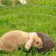 Zwei Kaninchen, eines beige und eines grau, ruhen zusammen in einem Metall-Drahtgehege auf grünem Gras.