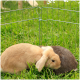 Zwei Kaninchen, eines beige und eines grau, ruhen zusammen in einem Metall-Drahtgehege auf grünem Gras.