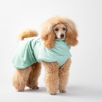 Ein flauschiger, hellbrauner Hund, der einen mintgrünen Hoodie trägt, steht vor einem weißen Hintergrund und zeigt seine stilvolle Haustierbekleidung.