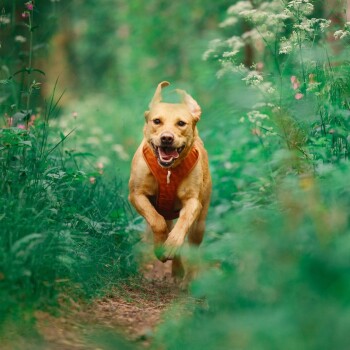 Ein Golden Retriever mit einem orangefarbenen Geschirr läuft fröhlich auf einem Schotterweg, umgeben von üppigem grünem Laub und Wildblumen.