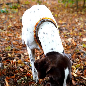 Ein gefleckter Hund mit einem braunen Halsband, das mit Bernsteinperlen verziert ist, schnüffelt am Boden in einem Wald, der mit Herbstblättern bedeckt ist.