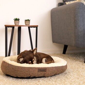 Ein kleiner brauner Chihuahua schläft zusammengerollt auf einem cremefarbenen Haustierbett neben einem modernen Beistelltisch mit zwei Topfpflanzen.