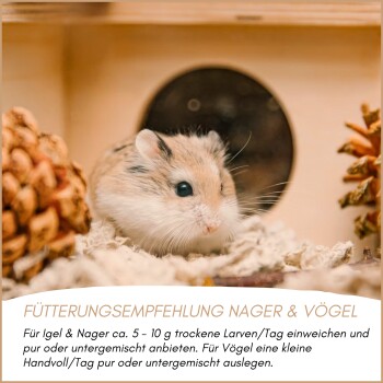 Kleiner Hamster sitzt auf Einstreu in einem Holzzaun mit Fütterungshinweisen in deutscher Sprache darunter.