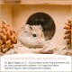 Kleiner Hamster sitzt auf Einstreu in einem Holzzaun mit Fütterungshinweisen in deutscher Sprache darunter.