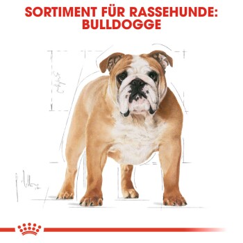 Illustration eines Bulldogs mit dem Text "SORTIMENT FÜR RASSEHUNDE: BULLDOGGE" darüber, im detaillierten Zeichenstil.