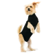 Ein kleiner, flauschiger Hund steht auf seinen Hinterbeinen und trägt ein schwarzes Haustier-Outfit, das sein verspieltes Wesen vor einem weißen Hintergrund zeigt.