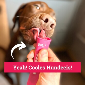 Eine Nahaufnahme eines braunen Hundes, der einen rosa Behälter für Haustierleckerlis mit der Aufschrift "Yeah! Cooles Hundeis!" hält, der von einer Person gehalten wird.