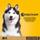 Gros plan du visage d'un chien husky sur un fond jaune vif, présentant le logo WALTHAM™ et un texte sur la nutrition des animaux.