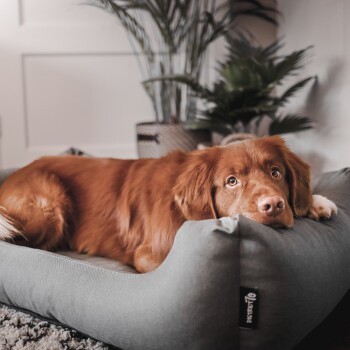 Ein Golden Retriever liegt bequem auf einem grauen Haustierbett, umgeben von Zimmerpflanzen und einer gemütlichen Wohnumgebung.