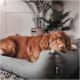 Ein Golden Retriever liegt bequem auf einem grauen Haustierbett, umgeben von Zimmerpflanzen und einer gemütlichen Wohnumgebung.