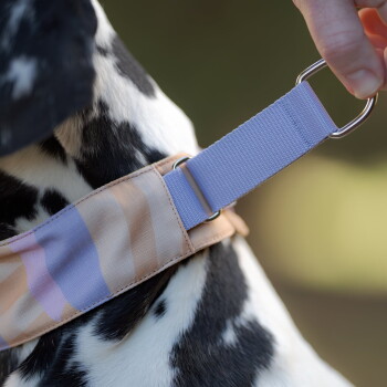 Nahaufnahme des Halses eines Dalmatiners, an dem ein pastellgestreiftes Halsband mit lila Nylongurt und Metall-D-Ring von einer Hand gehalten wird