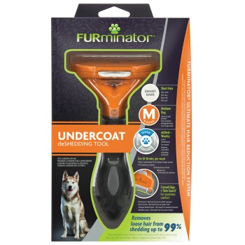 Hund M Kurzhaar (unter 5cm Felllänge)