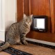 Lifestyle-with-microchip-cat-flap-2.jpg
