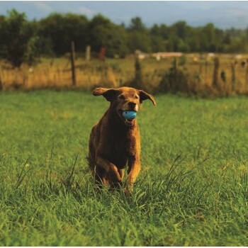  ! Le sifflet -The Whistler 2