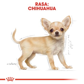 Chihuahua Puppy 1,5 kg