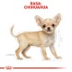 Chihuahua Puppy 1,5 kg