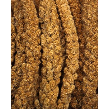 gelbe Kolbenhirse 1,5kg