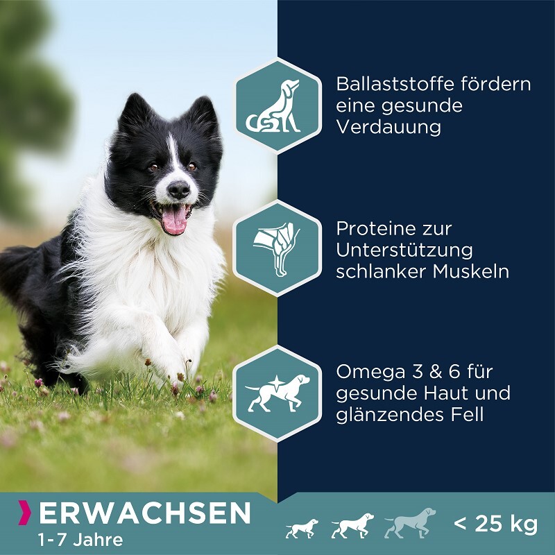 eukanuba border collie