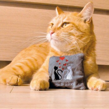 Schmusekissen True Love M
