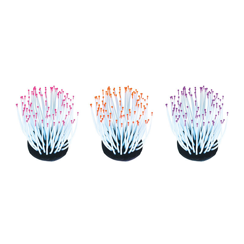 Fluo Reef Anemone