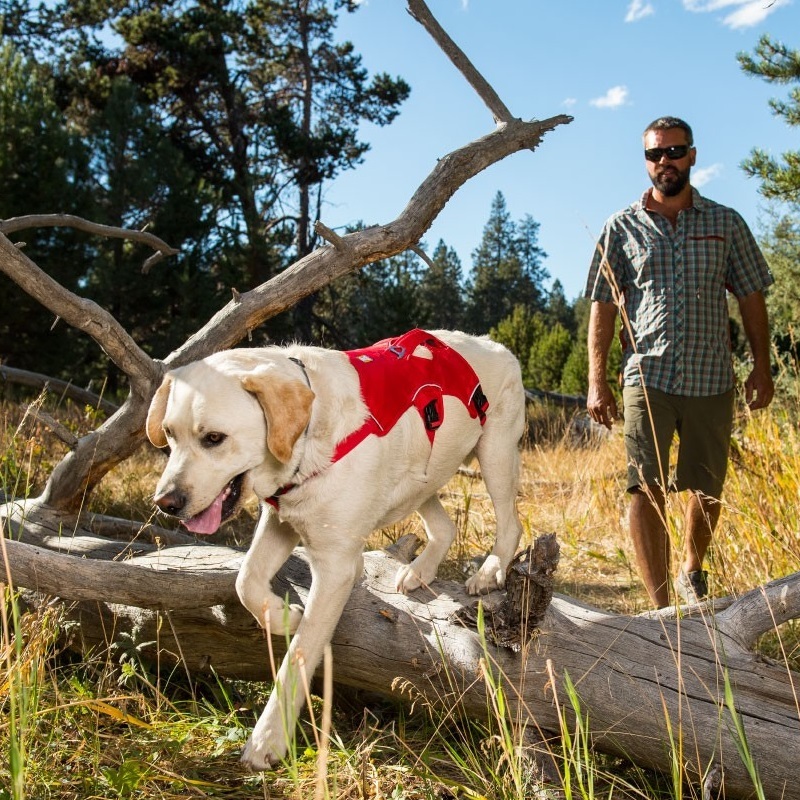 ruffwear webmaster xxs