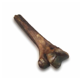 Straussen Mittelfußknochen 2 Stück klein (Größe S)