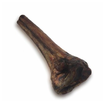 Straussen Tibia 1 Stück klein (Größe S)