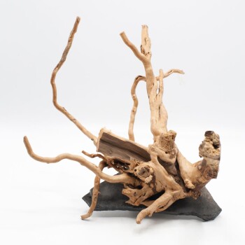 Fingerwurzel auf Steinplatte klein