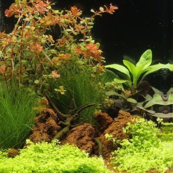 Wasserpflanzen-Set "30L basic"