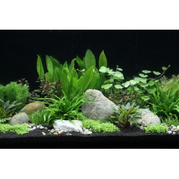 Wasserpflanzen-Set "100 L basic"