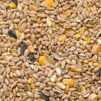 Bio-Hennenkorn 10kg