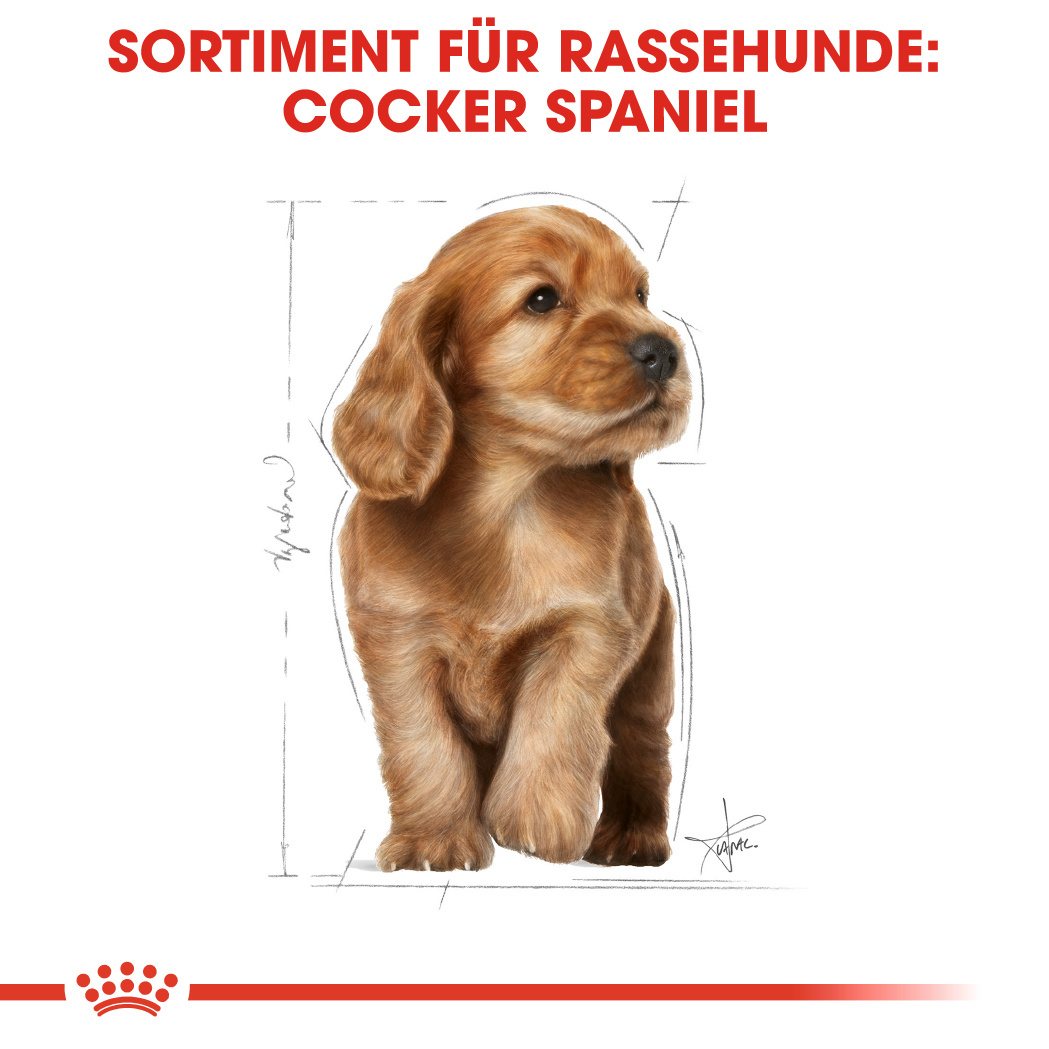 royal canin junior cocker