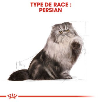Royal Canin Chat Persan Adulte 2 Kg Maxi Zoo Royal Canin Chat Persan Adulte 2 Kg Maxi Zoo