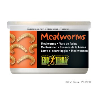 Vers de farine 34 g