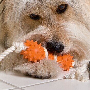 Hunter Hundespielzeug Zahnpflege-Set