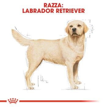 Labrador Retriever Adult 2x12 kg