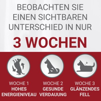 Mini Adult Huhn & Reis 800g