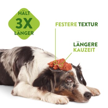 Zahnpflegesnacks Zahnbürste Medium - 12 Stück