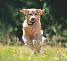 Hundespielplatz